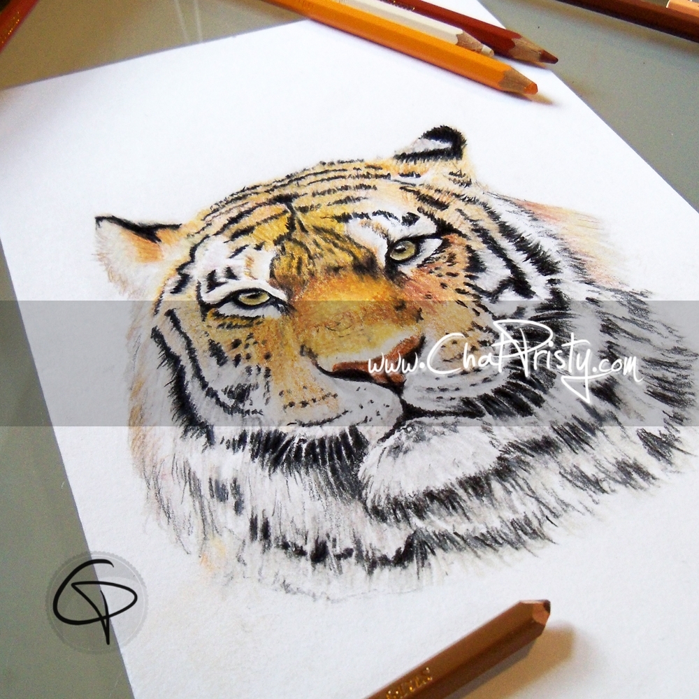 Illustration faite main par Chat Pristy d un tigre au crayons de couleur · Dessin