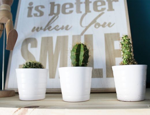 Trio de petits cactus pour décorer l'atelier